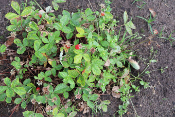 red strawberries on a branch in the garden