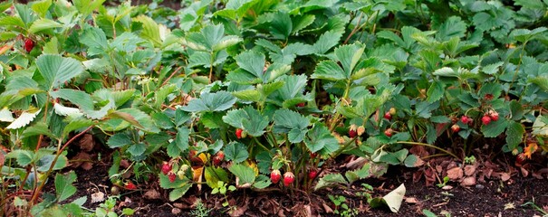 red strawberries on a branch in the garden