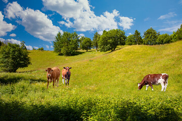 Fototapeta na wymiar Green grass and cows grazing in Velfjord, Northern Norway