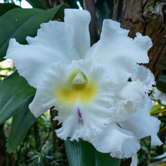 Fototapeta na wymiar White Cattleya Orchid. Close up in Anchieta, State of Espirito Santo, Brazil.