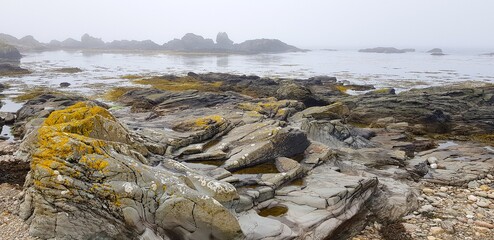 dead tree on the beach