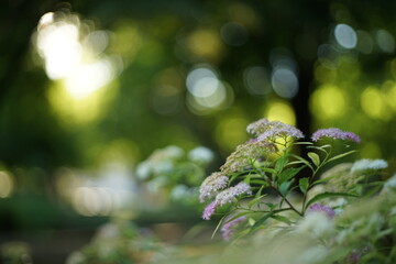 A close-up of a pink and white flower. It is backlit by the sun coming through the trees. The photo is take in a public park in Stara Zagora, Bulgaria.  