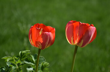Obraz premium red and yellow tulips