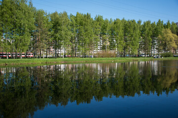 trees in the park by the pond