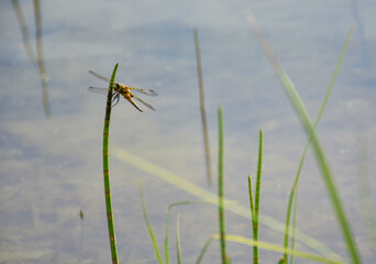 dragonfly on the grass in the background of the pond

