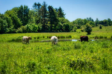 Galloway cattles at the Kaltenhofer Moor in Schleswig-Holstein in Germany