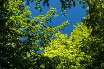 Nature in the Kaltenhofer Moor in Schleswig-Holstein in Germany