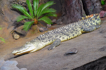 alligator in the swamp