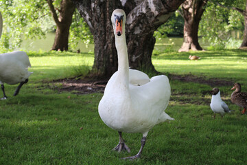 A Swan walking on the grass in a Park in the city of Lahti. Finland.