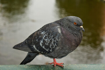 pigeon on the ground
