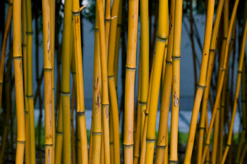 Bamboo stalks yellow close-up.Eco-friendly natural material.Tropical forest plants.Group of decorative bamboo in the city garden.