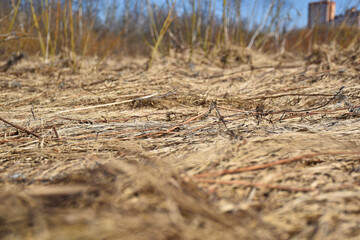 grass in the forest