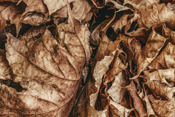 Fototapeta na wymiar Fallen dried brown leaf fall on the ground. Abstract autumn background, season, associations of aging process