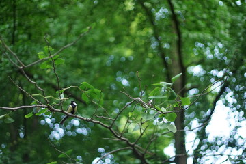 In the photo, you could see a small chickadee bird. It had landed on a tree branch. In the background, you could see the green crown of the tree.