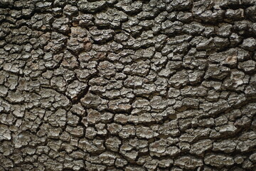 A close-up of a tree bark texture. The tree bark has deep ridges and furrows.