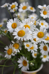 Bouquet of wild daisies in a vase, close-up, summer flowers