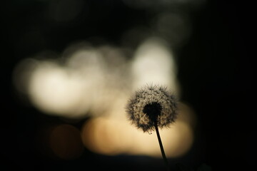 A close-up of the silhouette of a dandelion. The light is coming from behind - either sunset or sunrise.  