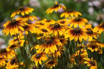 Bright yellow rudbeckia or Black Eyed Susan flowers in the garden