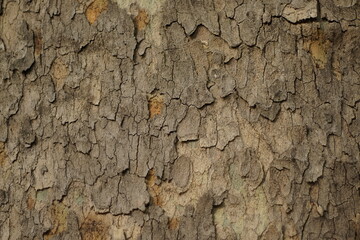 A close-up of a tree bark texture. The tree bark is light and patchy.