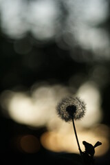 A close-up of the silhouette of a dandelion. The light is coming from behind - either sunset or sunrise.  