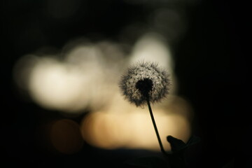 A close-up of the silhouette of a dandelion. The light is coming from behind - either sunset or sunrise.  