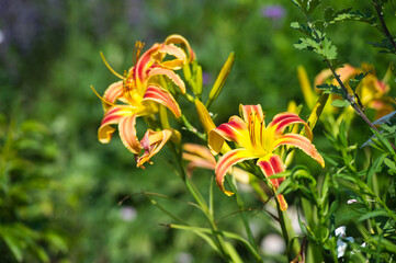 Daylilies spider in mixborders on the flowerbed in the garden. Gardening