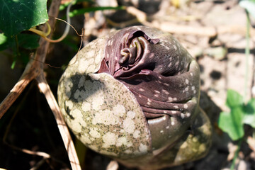 Purple-gray flowers, stink, grow in the flower garden.