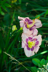 Daylilies spider in mixborders on the flowerbed in the garden. Gardening