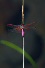 libellule sur branche