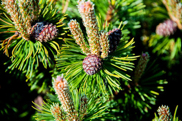 wild mountain pine cone