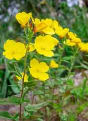 Obraz premium Yellow flowers in the garden on a summer day close-up
