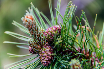 Fototapeta premium wild mountain pine cone three