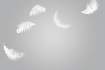 White bird feathers floating in the air .Feather abstract background