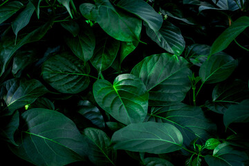 closeup nature view of green leaf and palms background. Flat lay, dark nature concept, tropical leaf