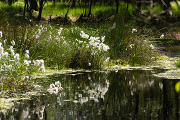 Nature in the Kaltenhofer Moor in Schleswig-Holstein in Germany