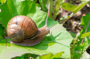 Snail on a leaf on a summer day
