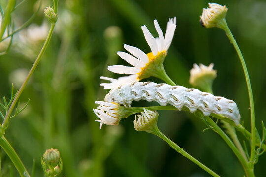 Cucullia chamomillae larva on a blurred background