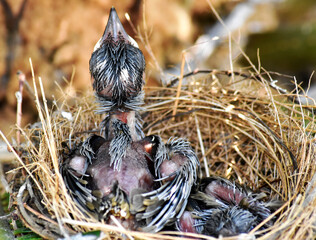 Two young sparrows are hungry in the nest on the palm trees.