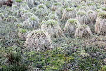 Tufts of grass