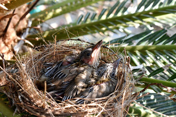 Two young sparrows are hungry in the nest on the palm trees.