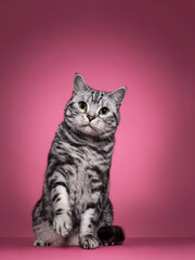 Handsome black silver blotched British Shorthair cat, sitting up   facing front. Looking curious towards camera with green eyes. Isolated on pink background. One paw playful in air.
