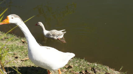 SONY DSC