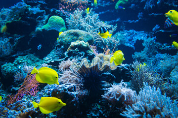 Tropical Fish on a coral reef. colourfull fishes in dark deep blue water