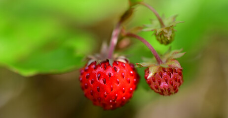 Walderdbeeren