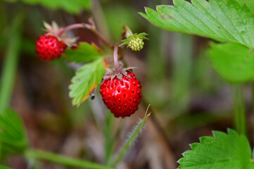 Walderdbeeren