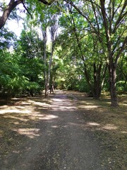 A path in a sity park in summer