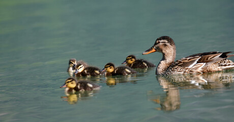 Stockente mit Jungen