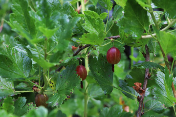 gooseberries on the bushes in the garden