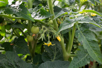 green tomatoes and yellow flowers on branches in a greenhouse