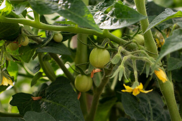 green tomatoes and yellow flowers on branches in a greenhouse